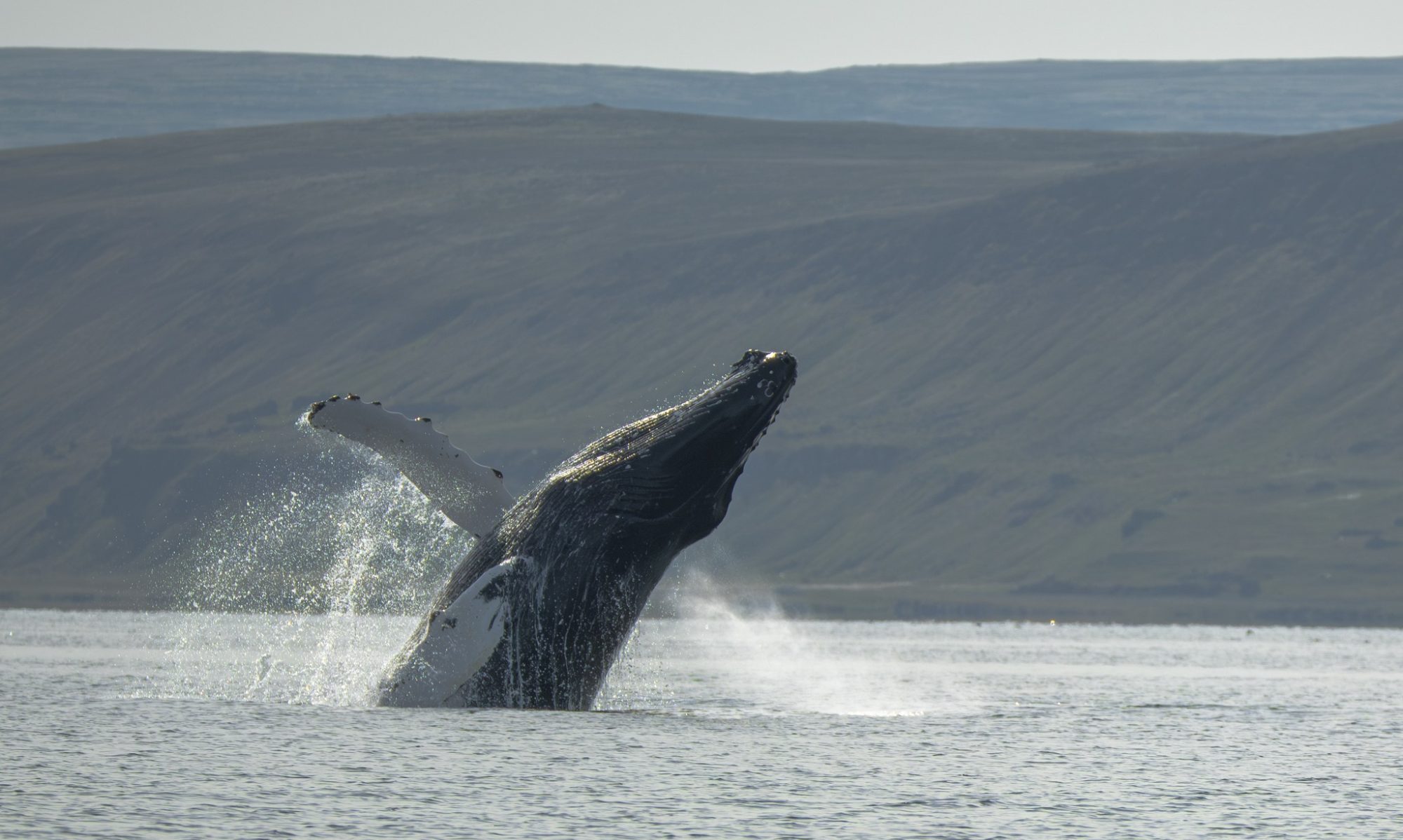 Hvalaskoðun